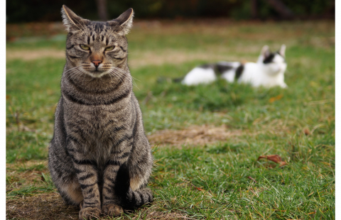 Indoors or outdoors? International owner demographics and decisions on the lifestyle of pet cats