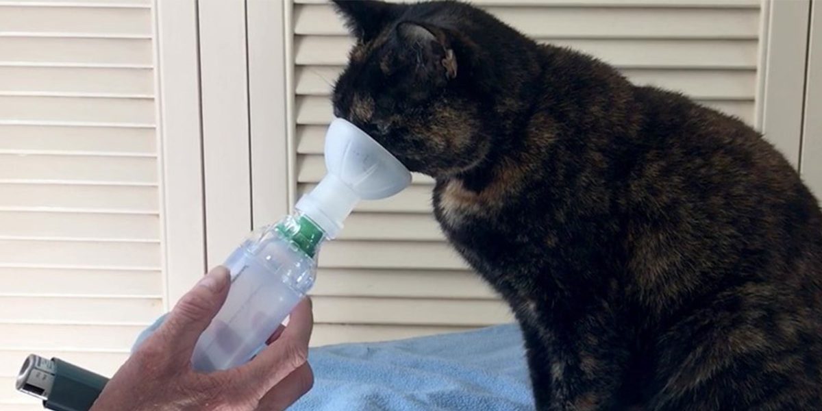 Training cats for comfort with inhaled therapy