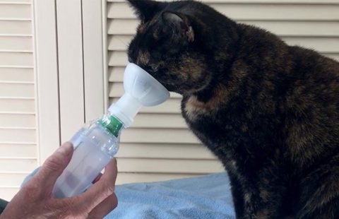 Training cats for comfort with inhaled therapy