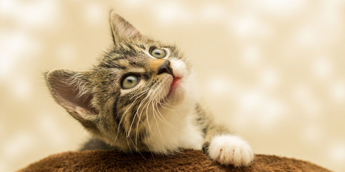 Benefits of early neutering in cats