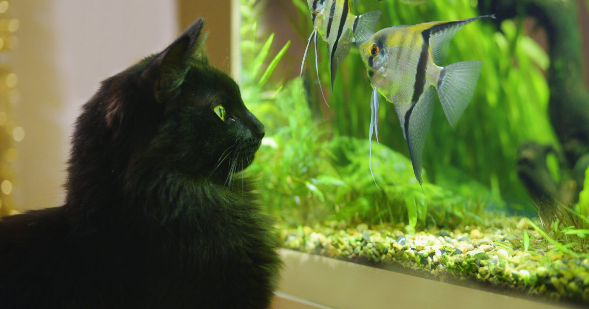 5 Things Cat Lovers Need to Know Before Keeping Fish