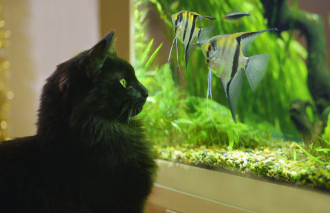 5 Things Cat Lovers Need to Know Before Keeping Fish