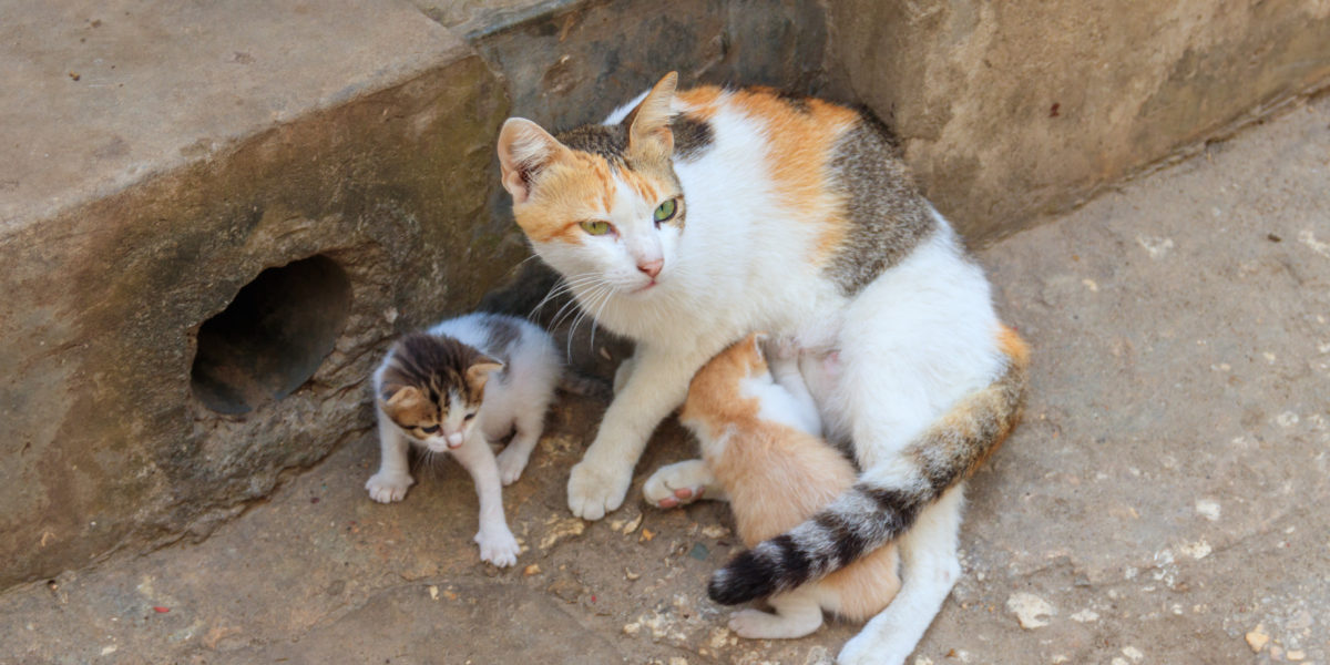 Making a difference, one cat at a time: Dr Lili Mezhlumiani in Rustavi, Georgia