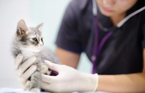 Spotlight On Science: Veterinary background noise elicits fear responses in cats while moving freely in a confined space and during an examination