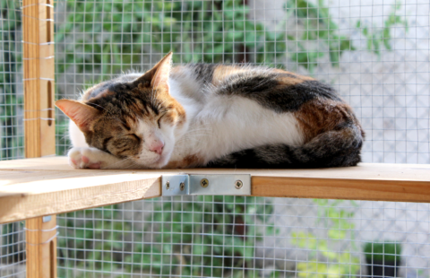 FIP outbreak in Cyprus affects increasing number of cats