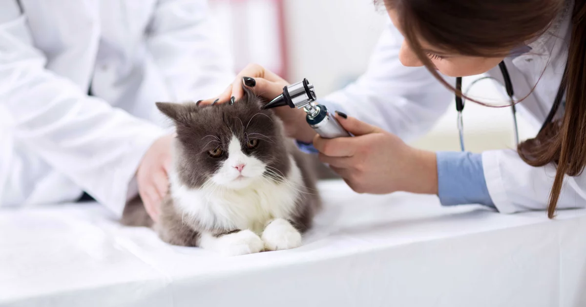 Ear Problems In Cats International Cat Care Ear problems in cats international cat care