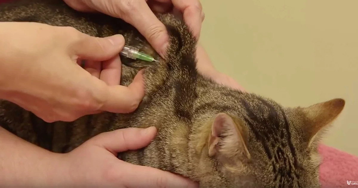 glutathione injections for cats NODENS Cat Hip and Joint Liquid Glucosamine with Chondroitin All Natural Cat Joint Supplement for Senior Cats Pain Relief Anti-inflammatory for Improved Joint Flexibility & Mobility 2oz How to give subcutaneous fluids