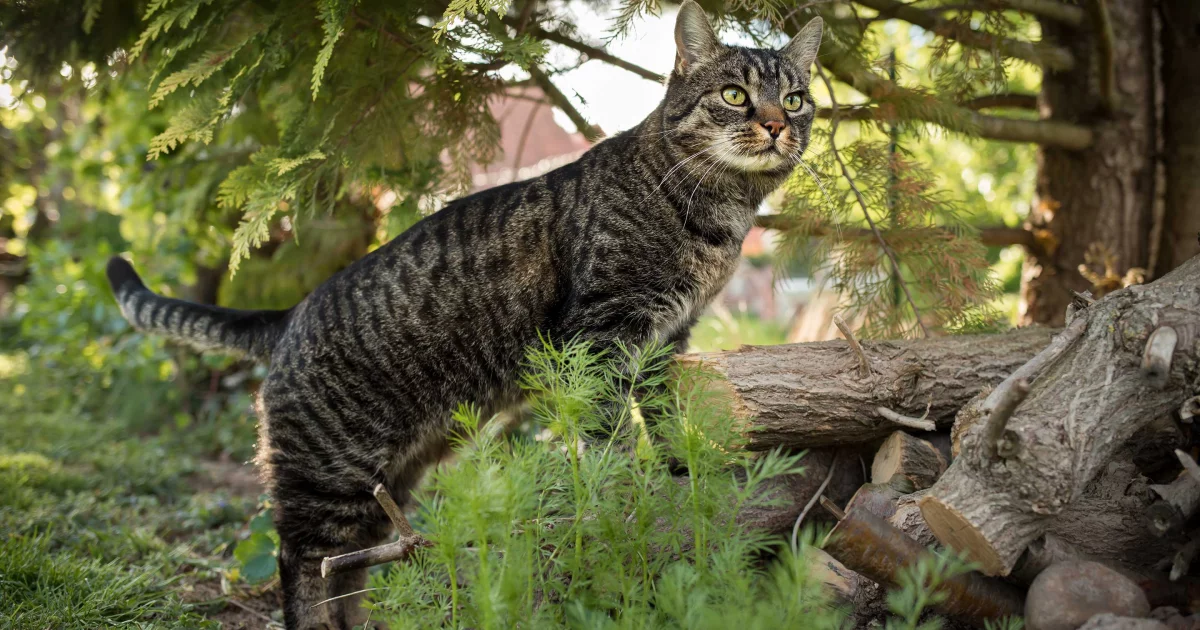 What is a cat? - International Cat Care